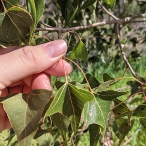 Brachychiton populneus at East Albury, NSW - 9 Sep 2021