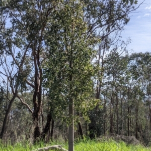 Brachychiton populneus at East Albury, NSW - 9 Sep 2021