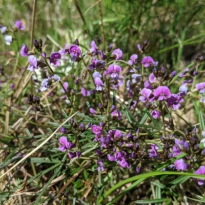 Glycine clandestina (Twining Glycine) at Eastern Hill Reserve - 9 Sep 2021 by Darcy