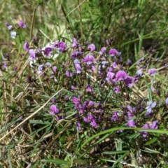 Glycine clandestina at East Albury, NSW - 9 Sep 2021