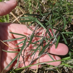 Glycine clandestina at East Albury, NSW - 9 Sep 2021