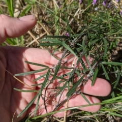 Glycine clandestina at East Albury, NSW - 9 Sep 2021