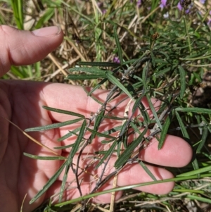 Glycine clandestina at East Albury, NSW - 9 Sep 2021 01:53 PM