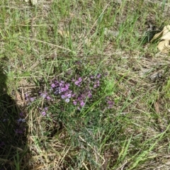 Glycine clandestina at East Albury, NSW - 9 Sep 2021