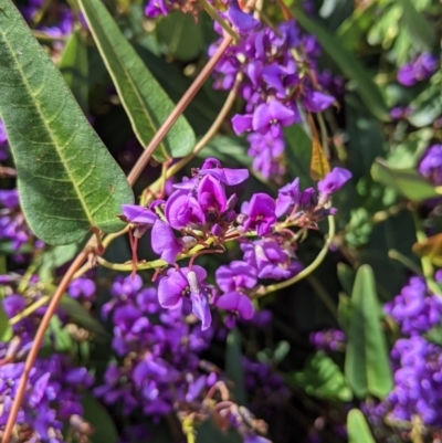 Hardenbergia violacea (False Sarsaparilla) at Eastern Hill Reserve - 9 Sep 2021 by Darcy