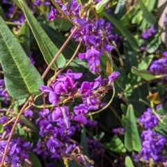 Hardenbergia violacea at East Albury, NSW - 9 Sep 2021