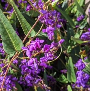 Hardenbergia violacea at East Albury, NSW - 9 Sep 2021