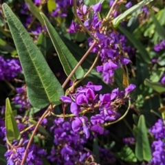 Hardenbergia violacea at East Albury, NSW - 9 Sep 2021 01:56 PM