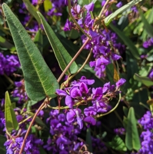 Hardenbergia violacea at East Albury, NSW - 9 Sep 2021 01:56 PM