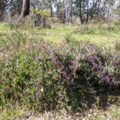 Hardenbergia violacea at East Albury, NSW - 9 Sep 2021