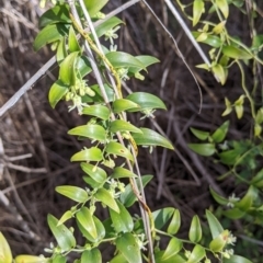 Asparagus asparagoides (Bridal Creeper, Florist's Smilax) at Albury - 9 Sep 2021 by Darcy