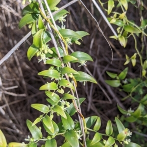 Asparagus asparagoides at East Albury, NSW - 9 Sep 2021 01:57 PM