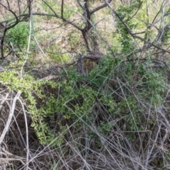 Asparagus asparagoides at East Albury, NSW - 9 Sep 2021