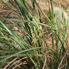 Lomandra longifolia (Spiny-headed Mat-rush, Honey Reed) at Isaacs Ridge and Nearby - 9 Sep 2021 by Mike