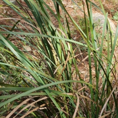 Lomandra longifolia (Spiny-headed Mat-rush, Honey Reed) at Isaacs Ridge - 9 Sep 2021 by Mike