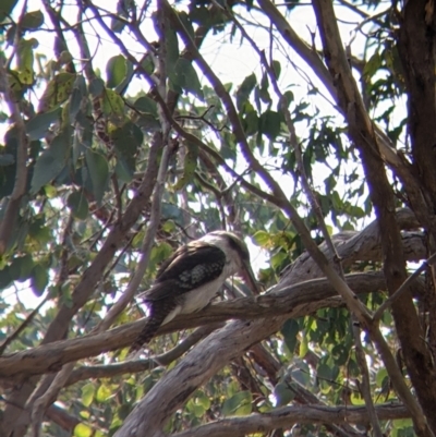 Dacelo novaeguineae (Laughing Kookaburra) at Albury - 9 Sep 2021 by Darcy