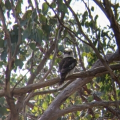 Dacelo novaeguineae at East Albury, NSW - 9 Sep 2021 01:59 PM