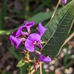 Hardenbergia violacea (False Sarsaparilla) at Eastern Hill Reserve - 9 Sep 2021 by Darcy