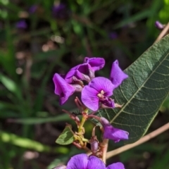 Hardenbergia violacea at East Albury, NSW - 9 Sep 2021 02:02 PM