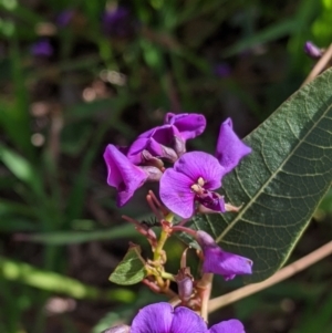 Hardenbergia violacea at East Albury, NSW - 9 Sep 2021