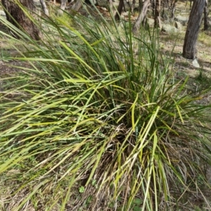 Lomandra longifolia at Isaacs, ACT - 9 Sep 2021