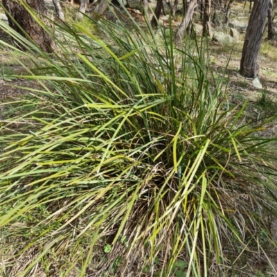 Lomandra longifolia (Spiny-headed Mat-rush, Honey Reed) at Isaacs Ridge and Nearby - 9 Sep 2021 by Mike