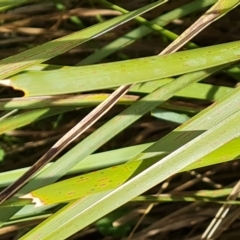 Lomandra longifolia at Isaacs, ACT - 9 Sep 2021