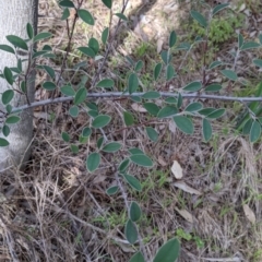 Cotoneaster pannosus (Cotoneaster) at Albury - 9 Sep 2021 by Darcy