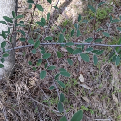 Cotoneaster pannosus (Cotoneaster) at Eastern Hill Reserve - 9 Sep 2021 by Darcy