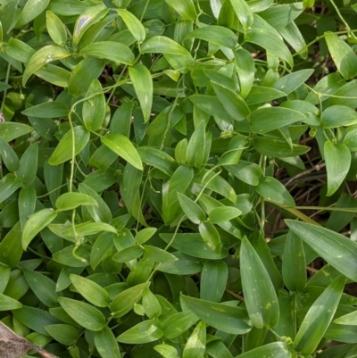 Asparagus asparagoides (Bridal Creeper, Florist's Smilax) at Albury - 9 Sep 2021 by Darcy