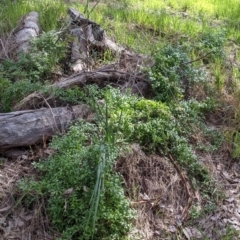 Asparagus asparagoides at East Albury, NSW - 9 Sep 2021