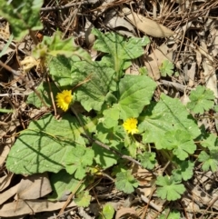 Cymbonotus sp. (preissianus or lawsonianus) (Bears Ears) at Isaacs Ridge and Nearby - 9 Sep 2021 by Mike