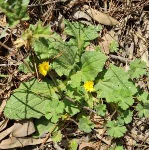 Cymbonotus sp. (preissianus or lawsonianus) at Isaacs, ACT - 9 Sep 2021