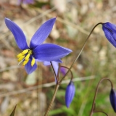 Stypandra glauca (Nodding Blue Lily) at Chisholm, ACT - 9 Sep 2021 by JohnBundock