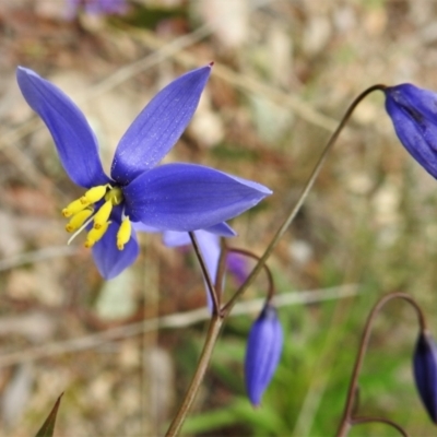 Stypandra glauca (Nodding Blue Lily) at Chisholm, ACT - 9 Sep 2021 by JohnBundock