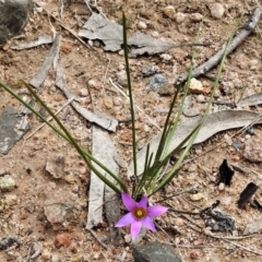 Romulea rosea var. australis (Onion Grass) at Tralee, ACT - 9 Sep 2021 by JohnBundock