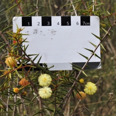 Acacia ulicifolia (Prickly Moses) at Chisholm, ACT - 9 Sep 2021 by JohnBundock