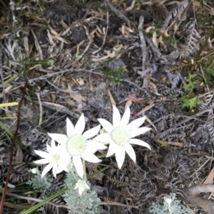 Actinotus helianthi at Evans Head, NSW - 9 Sep 2021