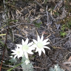Actinotus helianthi (Flannel Flower) at Evans Head, NSW - 9 Sep 2021 by AliClaw