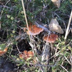 Trametes (old Pycnoporus sp.) (Scarlet Bracket) at Evans Head, NSW - 9 Sep 2021 by AliClaw