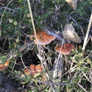 Trametes (old Pycnoporus sp.) at Evans Head, NSW - 9 Sep 2021