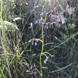 Dianella sp. at Evans Head, NSW - 9 Sep 2021