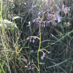 Dianella sp. (Flax Lily) at Evans Head, NSW - 9 Sep 2021 by AliClaw