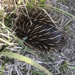 Tachyglossus aculeatus (Short-beaked Echidna) at Evans Head, NSW - 9 Sep 2021 by AliClaw