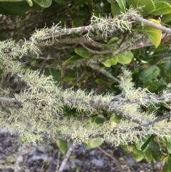 Unverified Lichen, Moss or other Bryophyte at Evans Head, NSW - 9 Sep 2021 by AliClaw