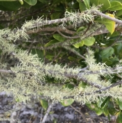 Unidentified Lichen, Moss or other Bryophyte at Evans Head, NSW - 9 Sep 2021 by AliClaw