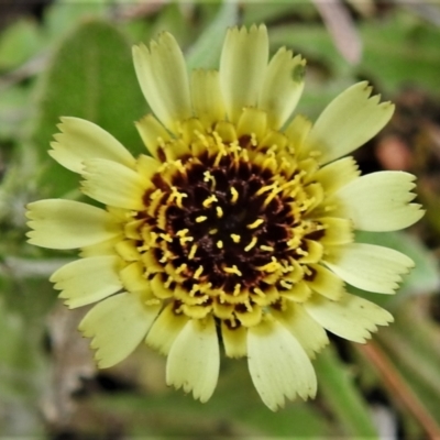 Tolpis barbata (Yellow Hawkweed) at Chisholm, ACT - 9 Sep 2021 by JohnBundock