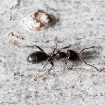 Anonychomyrma sp. (genus) (Black Cocktail Ant) at Holt, ACT - 9 Sep 2021 by Roger