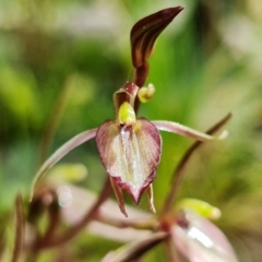 Cyrtostylis reniformis (Common Gnat Orchid) by RobG1