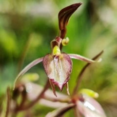 Cyrtostylis reniformis (Common Gnat Orchid) at ANBG South Annex - 9 Sep 2021 by RobG1